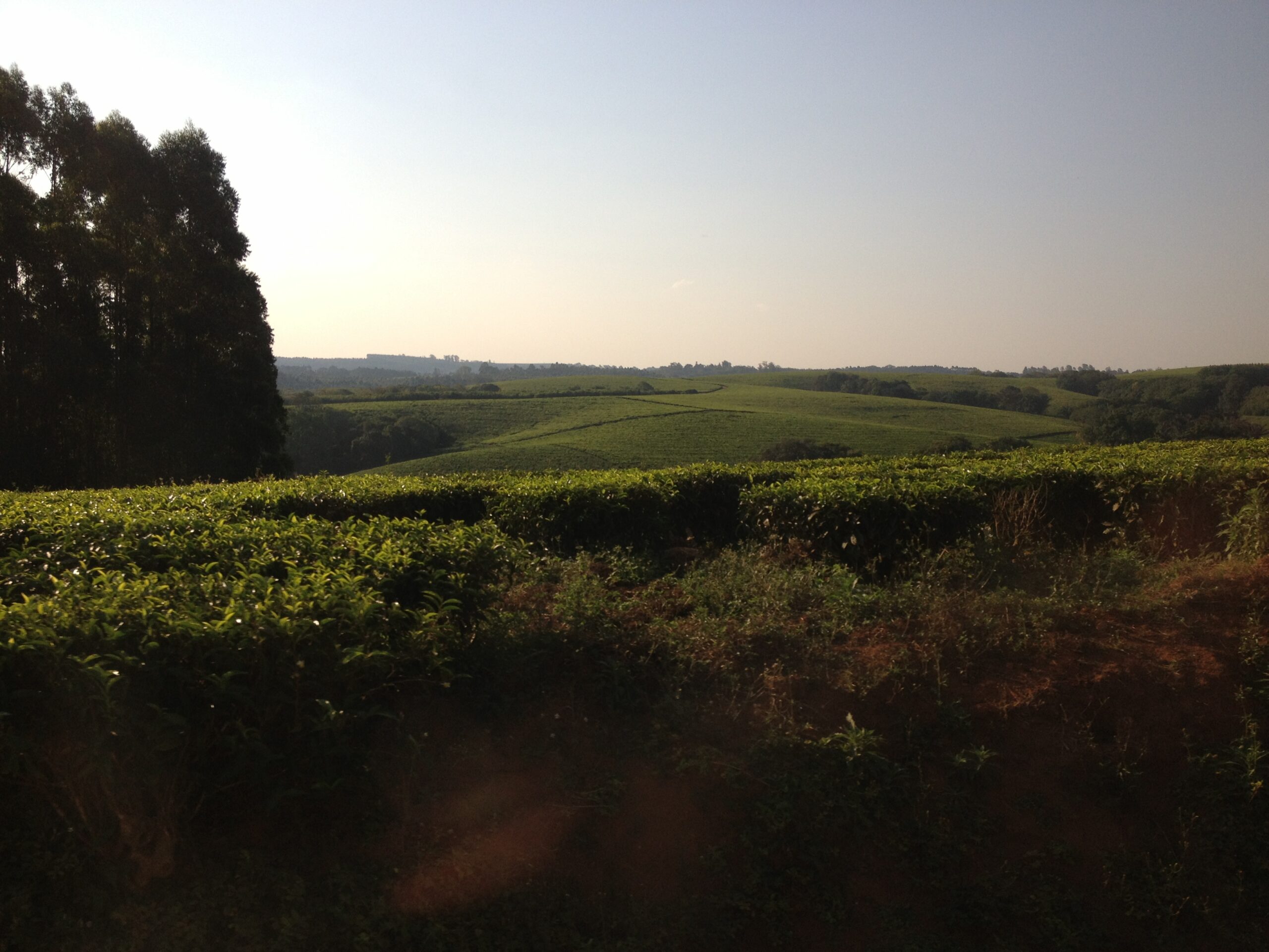 A tea farm sprawling land