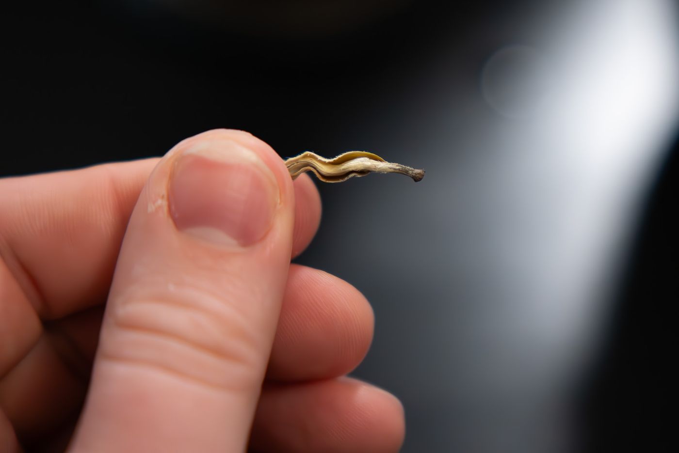 A single bud of the Yunnan Silver Needle white tea being held in the light