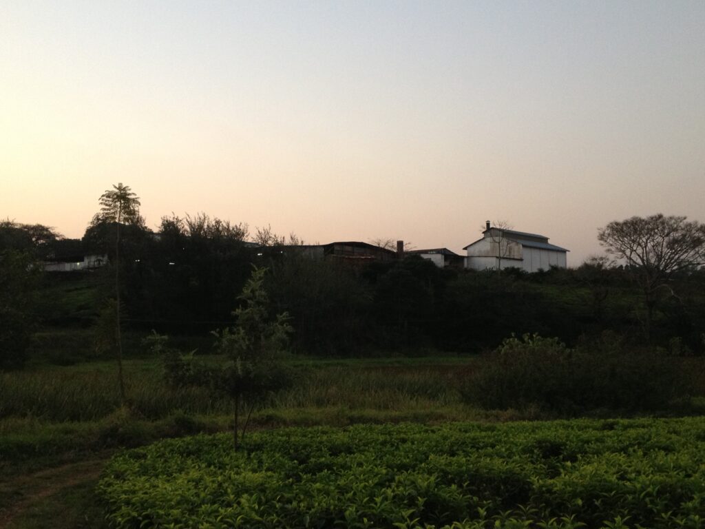 A tea farm at dusk