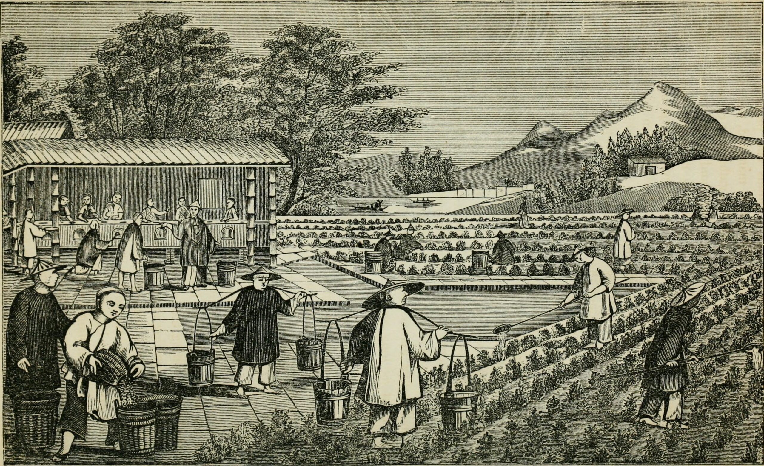 An illustration from a book published in 1851 depicts the cultivation of tea in China